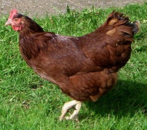 Rhode island Red