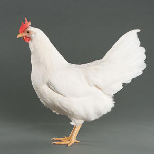 White Leghorn