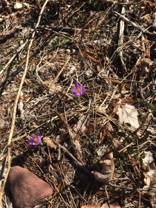 Permaculture Purple 