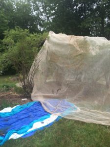 Tobacco Netting: Working in Progress