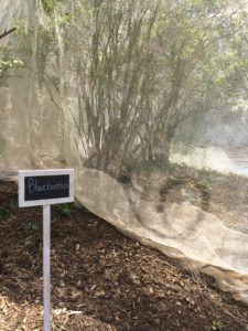 Tobacco Netting: Blueberry sign